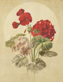 Image Not Available